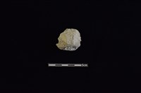 藏品(陶蓋鈕)的圖片